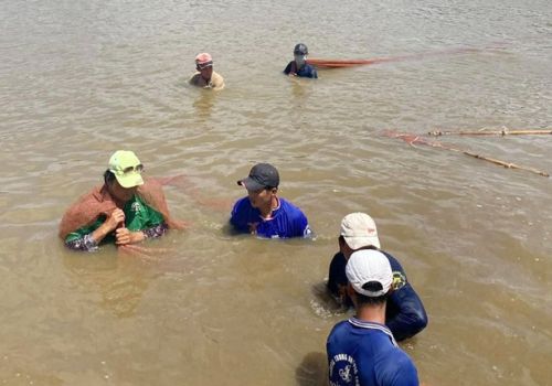 Giá tôm ở miền Tây tăng cao