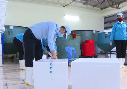 Quảng Ninh: Tháng 2, Công ty TNHH Việt Úc sẽ xuất 50 triệu tôm giống công nghiệp