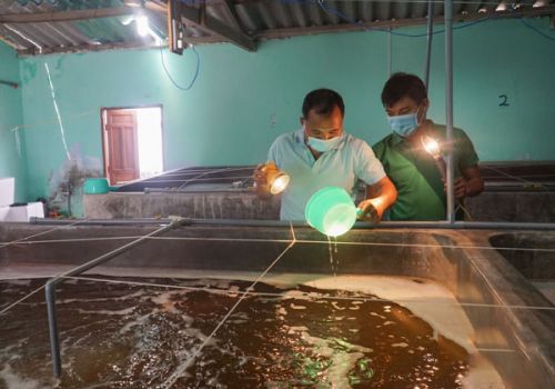 Hiệu quả mô hình nuôi tôm hai giai đoạn