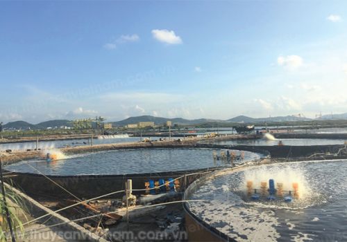 Ứng dụng bể tròn trong nuôi tôm thâm canh