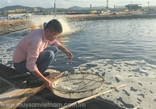 Công thức dinh dưỡng đặc biệt cho tôm thẻ chân trắng giai đoạn nuôi thương phẩm