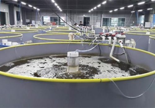 Ương tôm theo công nghệ Biofloc