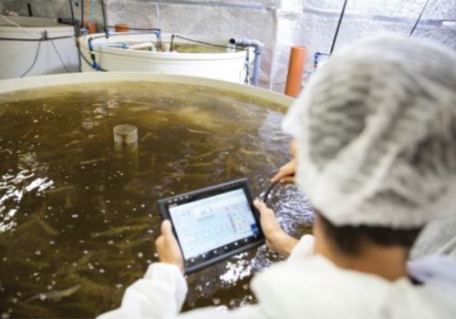 Israel: Nuôi tôm công nghiệp RAS trên cạn