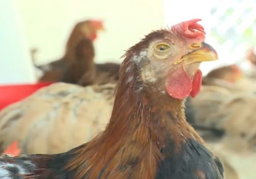 CÁCH PHÒNG BỆNH CRD Ở GÀ – BỆNH HEN GÀ