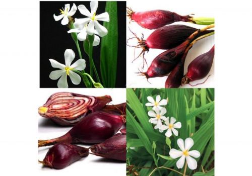 Chất kháng khuẩn trong củ hành ức chế sự phát triển bệnh phát sáng trên tôm sú