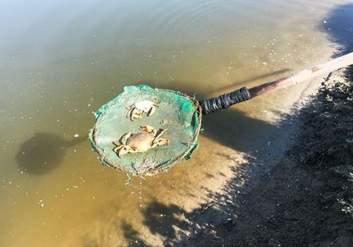 Những điều cần lưu ý cho thủy sản trong mùa nắng nóng