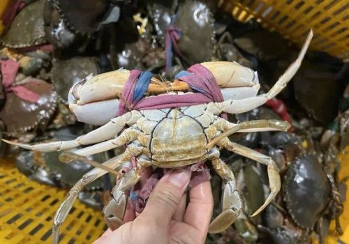 Cua, tôm ở miền Tây đồng loạt giảm giá