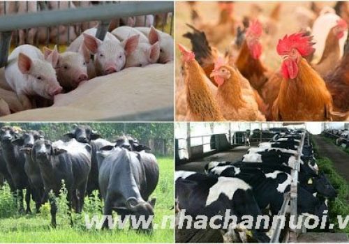 Hội Thú y: Kiến nghị Văn phòng Chính phủ về việc duy trì hệ thống tổ chức Cục Thú y