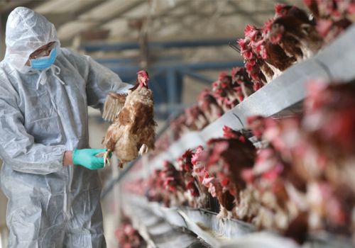 Báo động cúm gia cầm