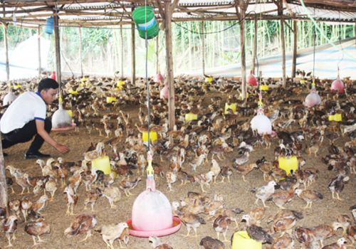 Đồng Nai: Kiểm soát chặt, không để dịch cúm gia cầm lây lan