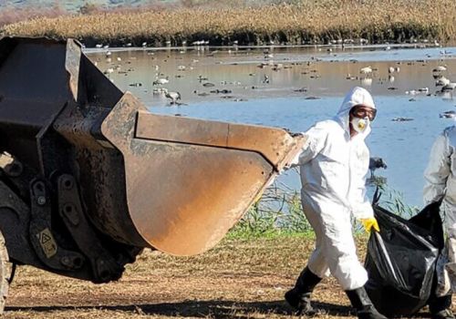 Israel lo sợ cúm gia cầm ‘nhảy’ sang người giữa đợt dịch lớn