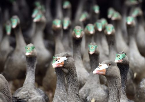 Hungary phát hiện ổ dịch cúm gia cầm H5N1 tại trại nuôi ngỗng