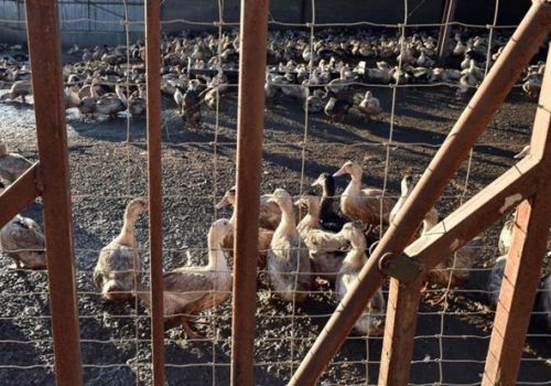 Pháp đối mặt dịch cúm gia cầm tồi tệ nhất từ trước đến nay