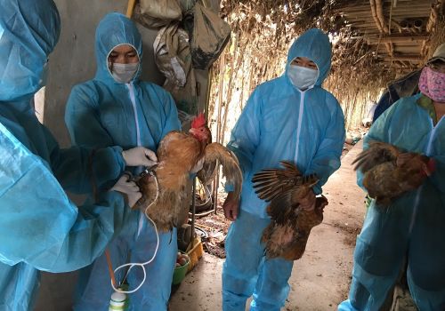 Hà Nội: Chủ động giám sát dịch bệnh gia súc, gia cầm đến tận thôn, xóm, hộ gia đình