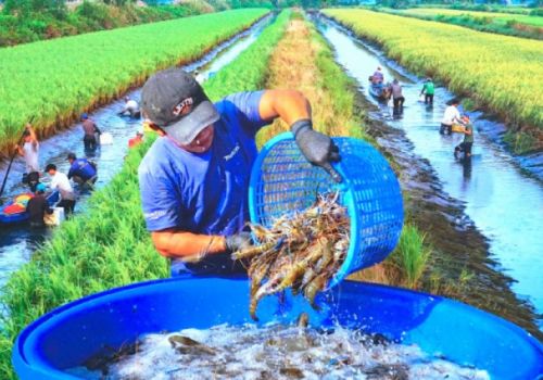 Đa giá trị từ canh tác tôm – lúa