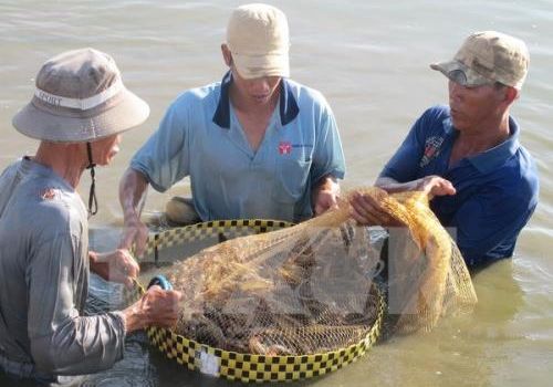 Đảm bảo an toàn thực phẩm đối với tôm nguyên liệu