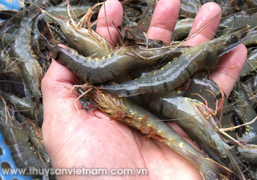 Đảm bảo môi trường thả nuôi tôm sú