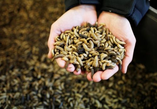 Đạm đơn bào: Tương lai của ngành thức ăn thủy sản?