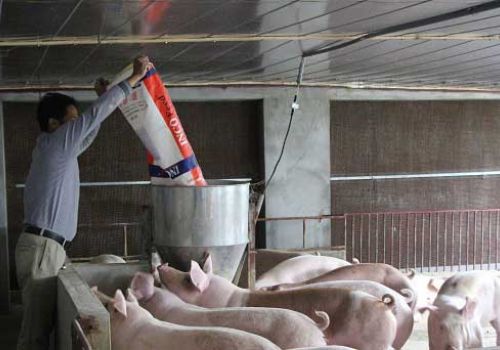 Đến quý I/2021, cả nước có đàn lợn (heo) nái trên 2,95 triệu con