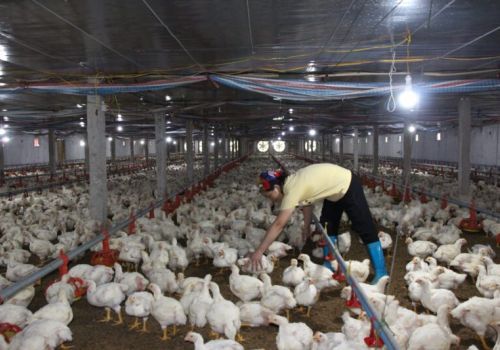 Hải Dương: Chăn nuôi đi vào ổn định