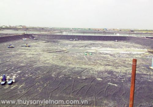 Đánh giá việc lót bạt trong ao nuôi tôm