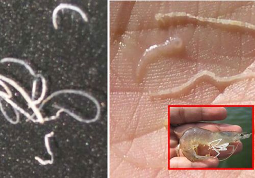 Phòng trị bệnh phân trắng cho tôm nuôi.