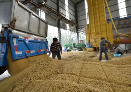 Giá đậu tương tại Trung Quốc vọt lên 776 USD/tấn