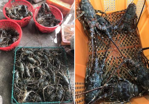 Giá tôm hùm giảm quá nửa, người nuôi mất ăn mất ngủ