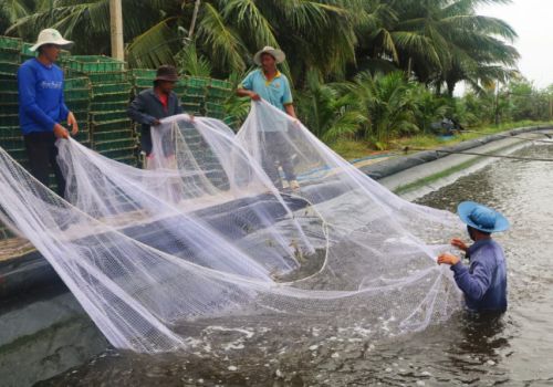 Những lưu ý trong vụ tôm mới năm 2022