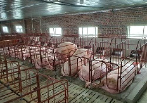 Thức ăn và nhu cầu dinh dưỡng của heo