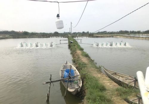 Bình Định: 30 ha tôm nuôi ở Tuy Phước bị dịch bệnh