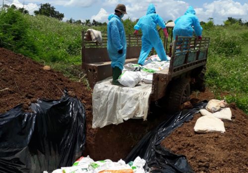 Tiêu hủy trên 5.000 con vịt mắc cúm A/H5N6