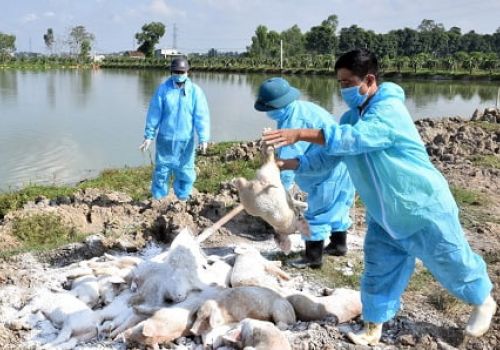 Dịch tả châu Phi có nguy cơ tái phát và lây lan diện rộng rất cao