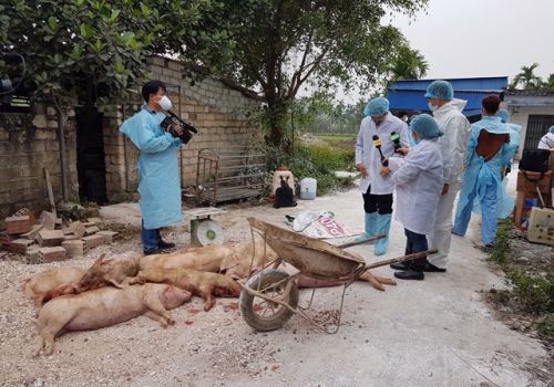 Hải Phòng: Dịch tả lợn châu Phi diễn biến phức tạp