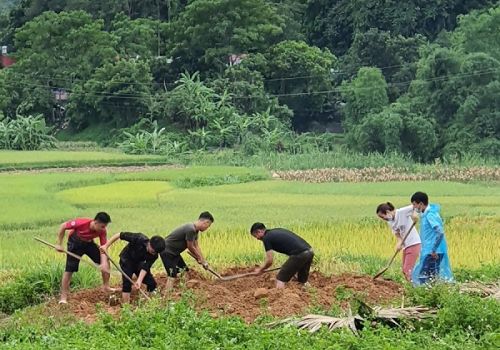 Hà Giang: Dịch tả lợn châu Phi diễn biến phức tạp tại 10 huyện, thành phố
