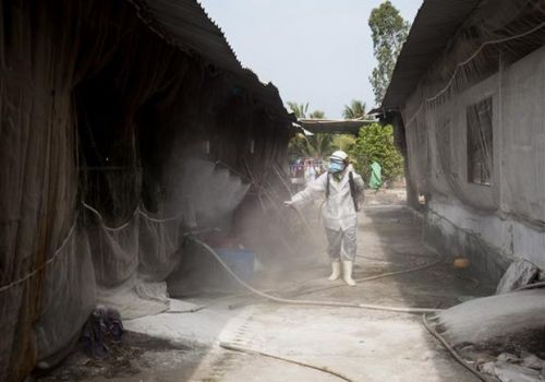 Xuất hiện các ổ dịch tả lợn châu Phi ở tỉnh Kiên Giang