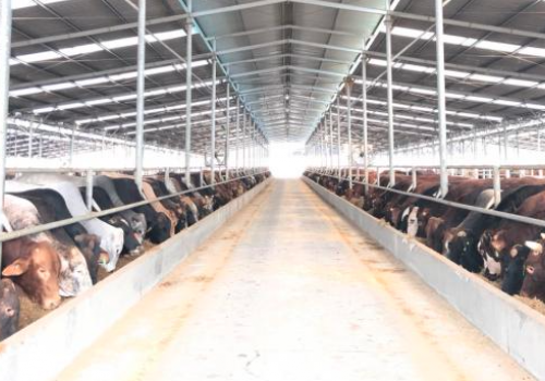 Gia Lai chuyển dịch chăn nuôi theo hướng tập trung công nghệ cao