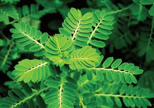 Sử dụng diệp hạ châu trong nuôi tôm