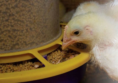 Giải pháp dinh dưỡng cho gia cầm nhiễm cầu trùng