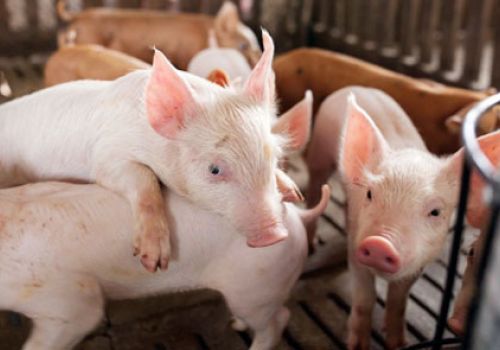Chế độ dinh dưỡng cho heo con hiệu quả