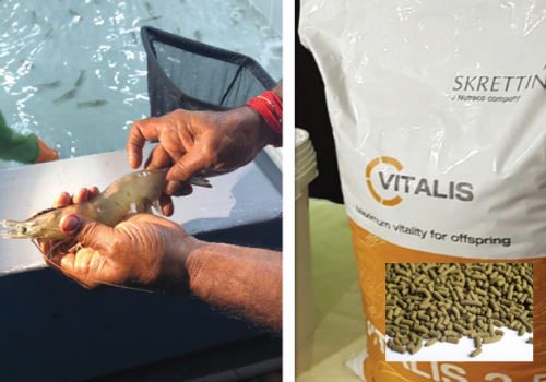 Dinh dưỡng tôm bố mẹ