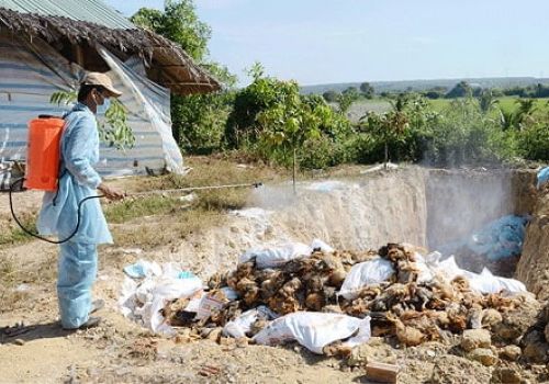 8 tháng đầu năm 2021, dịch bệnh trên gia súc, gia cầm, thủy sản gây thiệt hại 1800 tỷ đồng