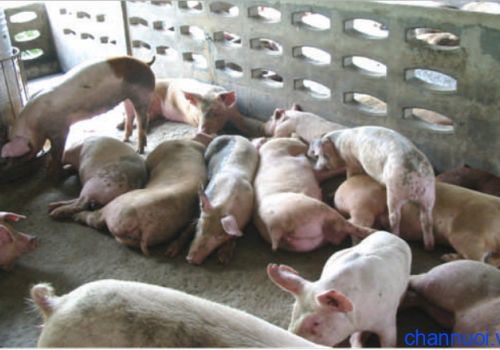 Bệnh viên phổi dính sườn trên lợn - Actinobacillus pleuropneumoniae