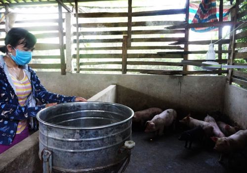 Thái Nguyên: Sản lượng thịt hơi xuất chuồng tăng, giá bán giảm