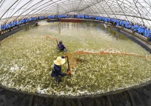 Bình Định quy hoạch 375 ha vùng nuôi tôm ứng dụng công nghệ cao