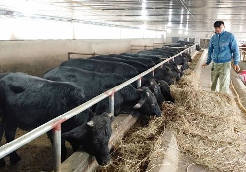 Bảo vệ đàn vật nuôi trong giá rét