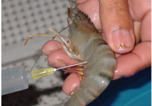 Đánh giá kết quả công tác tổ chức ký cam kết không đưa tạp chất vào tôm nguyên liệu