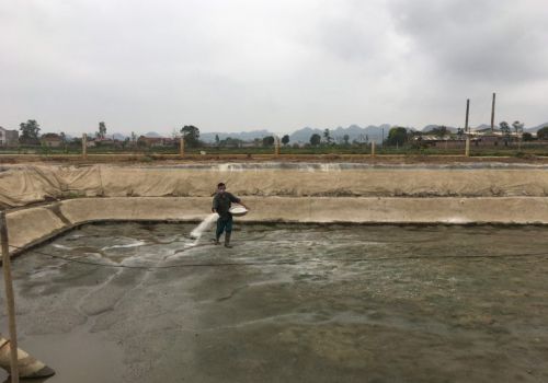 KỸ THUẬT CẢI TẠO AO, CHỌN VÀ THẢ CÁ GIỐNG TRONG NUÔI TRỒNG THỦY SẢN NƯỚC NGỌT