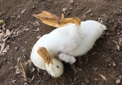 GIẢI PHÁP PHÒNG VÀ ĐIỀU TRỊ E.COLI BẠI HUYẾT TRÊN VỊT