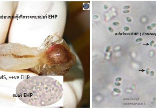 Sự hiện diện vi bào tử trùng (EHP) trong nước nuôi tôm và cách xử lý